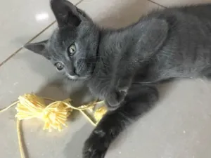 Gato raça SRD idade 2 a 6 meses nome Sem nome