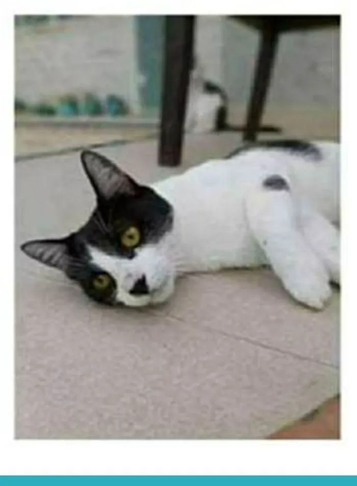 Gato ra a srd frajolinha  idade 1 ano nome MAGGIE