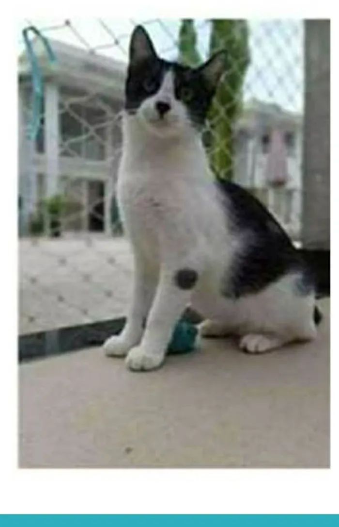 Gato ra a srd frajolinha  idade 1 ano nome MAGGIE