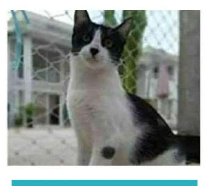 Gato ra a srd frajolinha  idade 1 ano nome MAGGIE