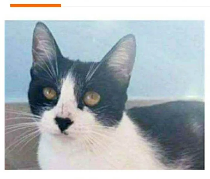 Gato ra a srd frajolinha  idade 1 ano nome MAGGIE