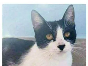 Gato raça srd frajolinha  idade 1 ano nome MAGGIE