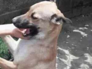 Cachorro raça Vira lata  idade 1 ano nome Nina