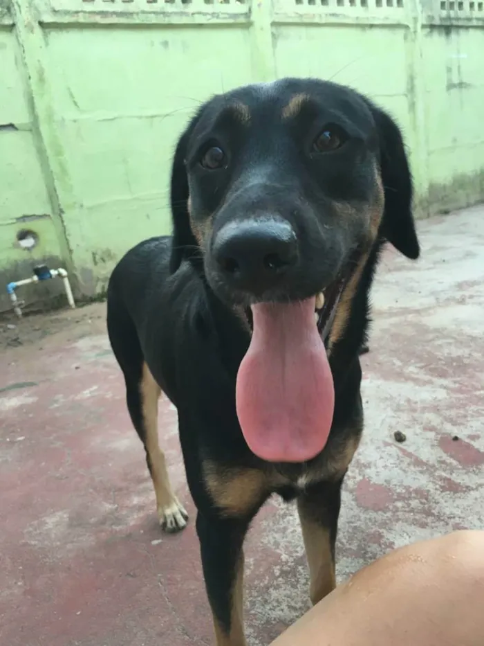 Cachorro raça SRD idade 2 anos nome Luah