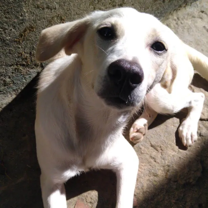 Cachorro raça SRD idade 3 anos nome Minnie