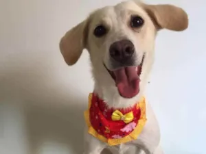 Cachorro raça SRD idade 3 anos nome Minnie