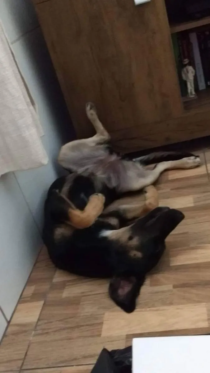 Cachorro raça SRD idade 2 anos nome Luah