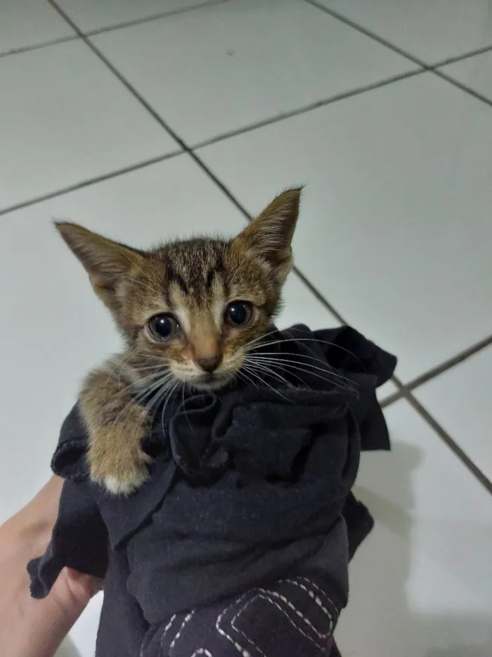 Gato ra a Vira lata idade Abaixo de 2 meses nome Não identificado 