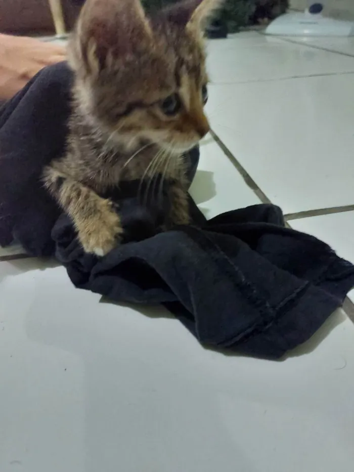 Gato ra a Vira lata idade Abaixo de 2 meses nome Não identificado 