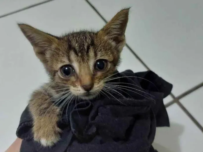 Gato ra a Vira lata idade Abaixo de 2 meses nome Não identificado 