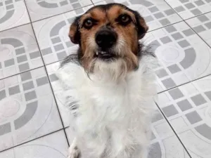 Cachorro raça Srd idade 2 anos nome Floquinho