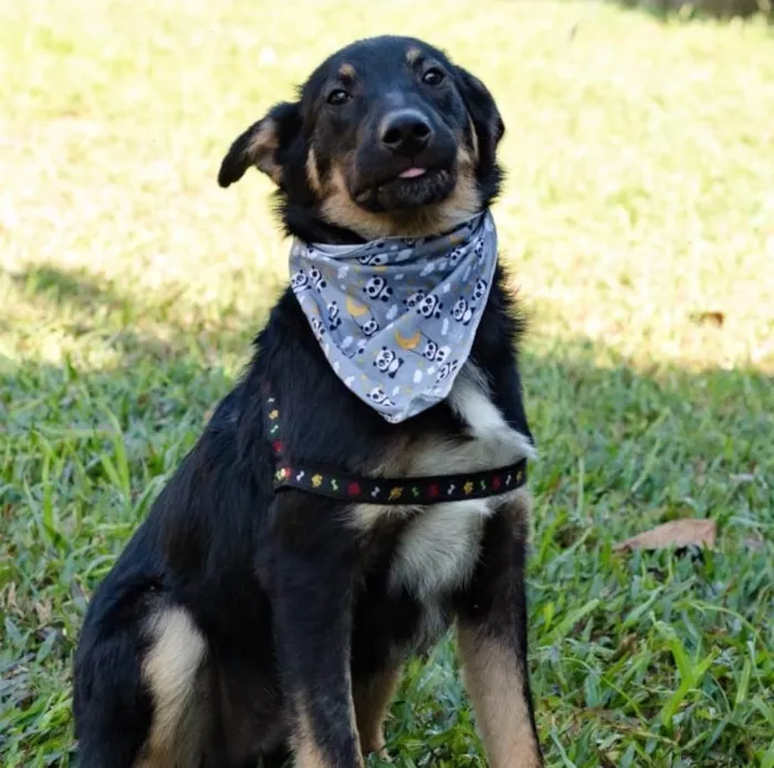 Cachorro ra a SRD idade 7 a 11 meses nome Óreo 