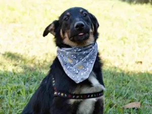 Cachorro raça SRD idade 7 a 11 meses nome Óreo 