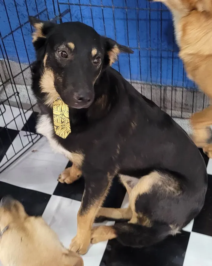 Cachorro ra a SRD idade 7 a 11 meses nome Óreo 