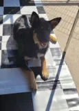 Óreo