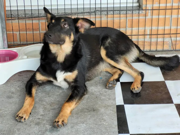 Cachorro ra a SRD idade 7 a 11 meses nome Óreo 