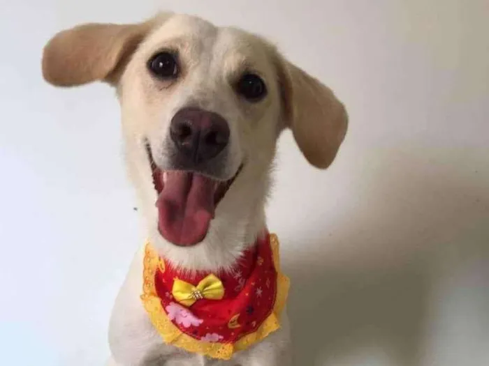 Cachorro raça SRD idade 3 anos nome Minnie