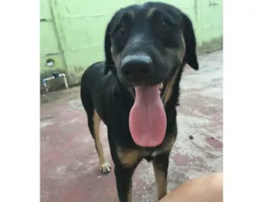 Cachorro raça SRD idade 2 anos nome Luah