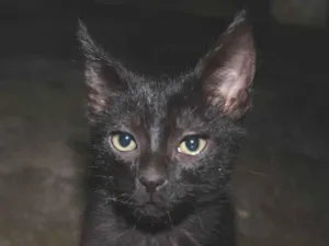 Gato raça SRD idade Abaixo de 2 meses nome Gu