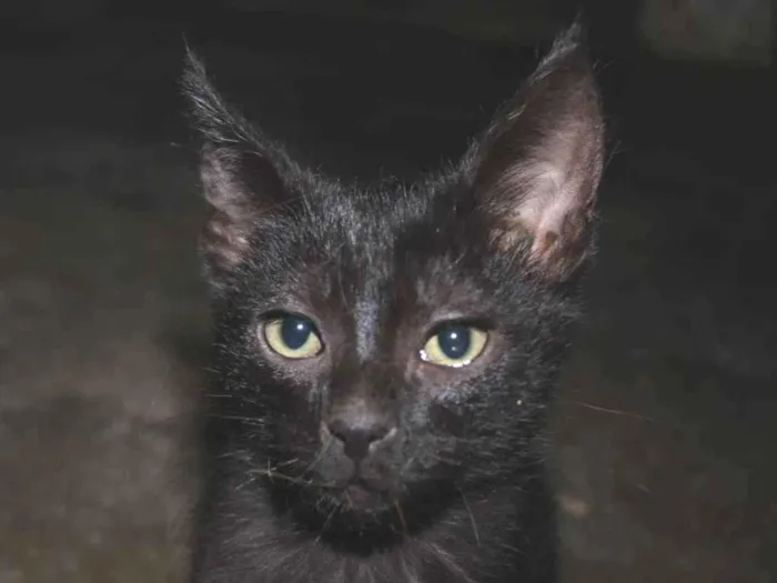 Gato raça SRD idade Abaixo de 2 meses nome Gu