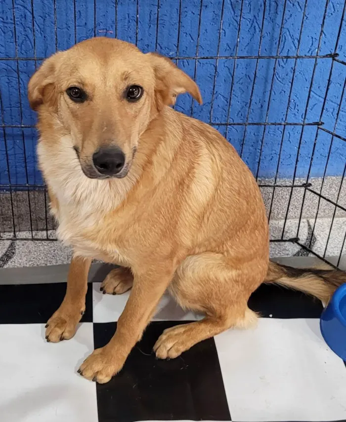 Cachorro ra a SRD  idade 7 a 11 meses nome Shurastey 