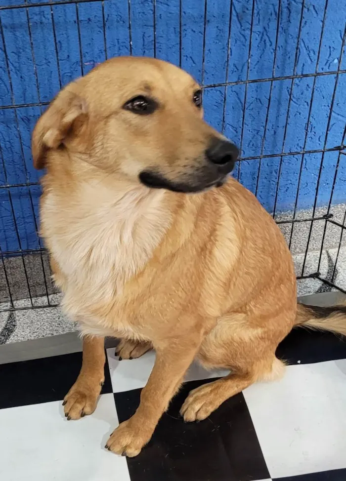 Cachorro ra a SRD  idade 7 a 11 meses nome Shurastey 