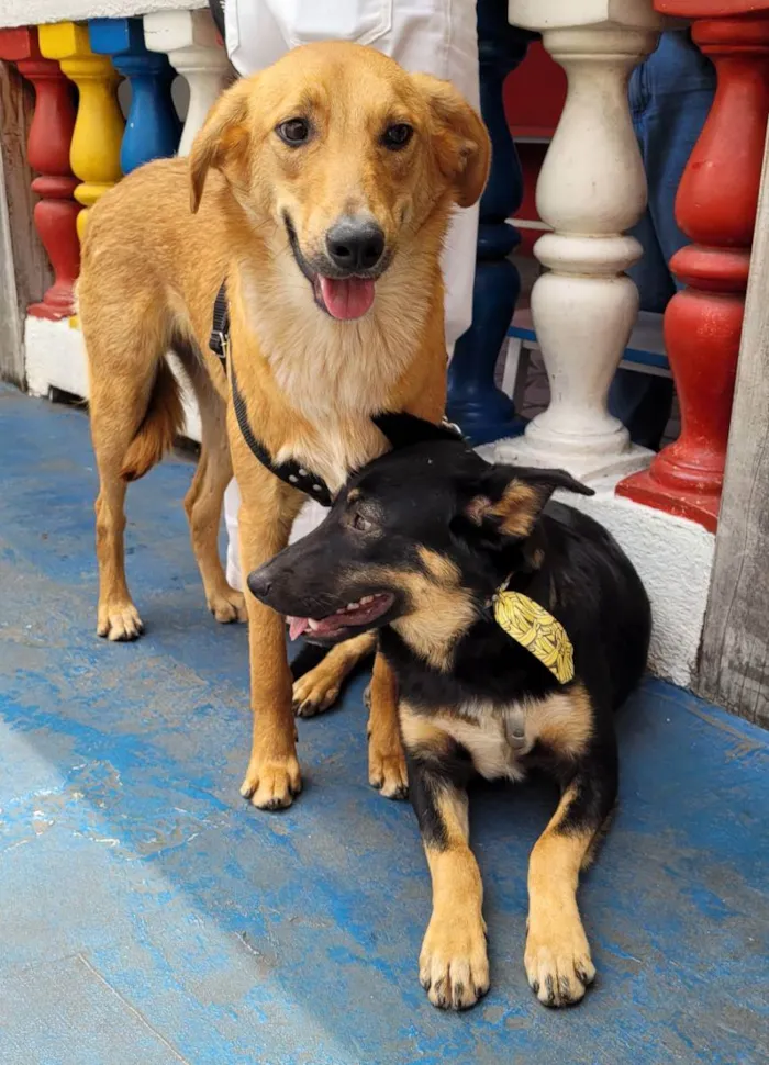 Cachorro ra a SRD  idade 7 a 11 meses nome Shurastey 