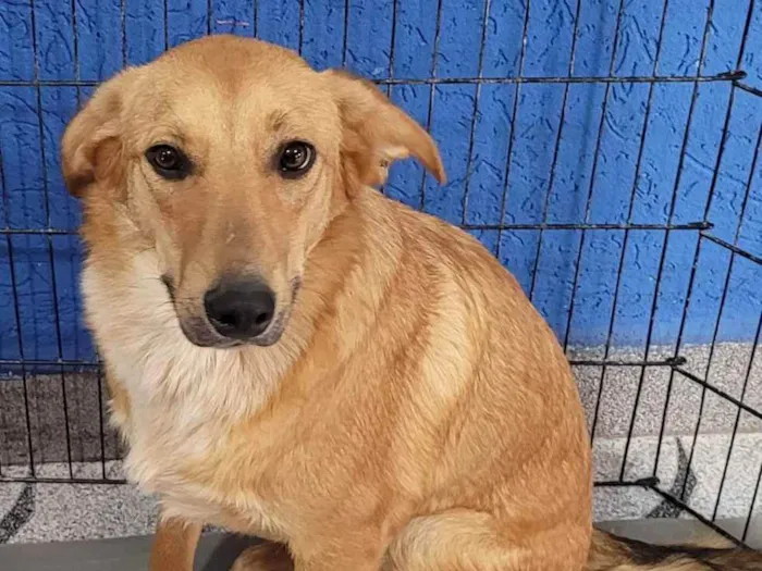 Cachorro ra a SRD  idade 7 a 11 meses nome Shurastey 
