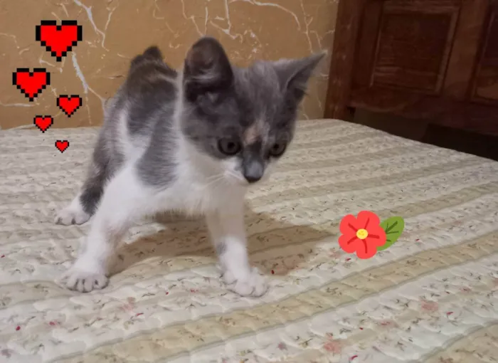 Gato raça raça não definida idade 2 a 6 meses nome Sem nome.