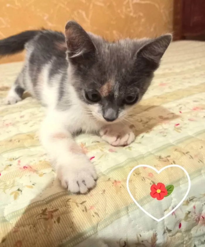 Gato raça raça não definida idade 2 a 6 meses nome Sem nome.