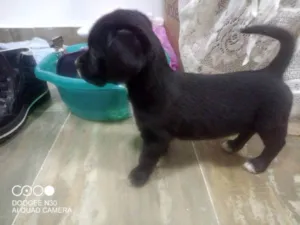 Cachorro raça Srd idade Abaixo de 2 meses nome Sem nome 3