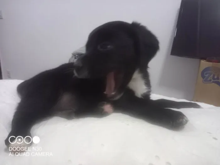 Cachorro ra a Srd idade Abaixo de 2 meses nome Sem nome 3