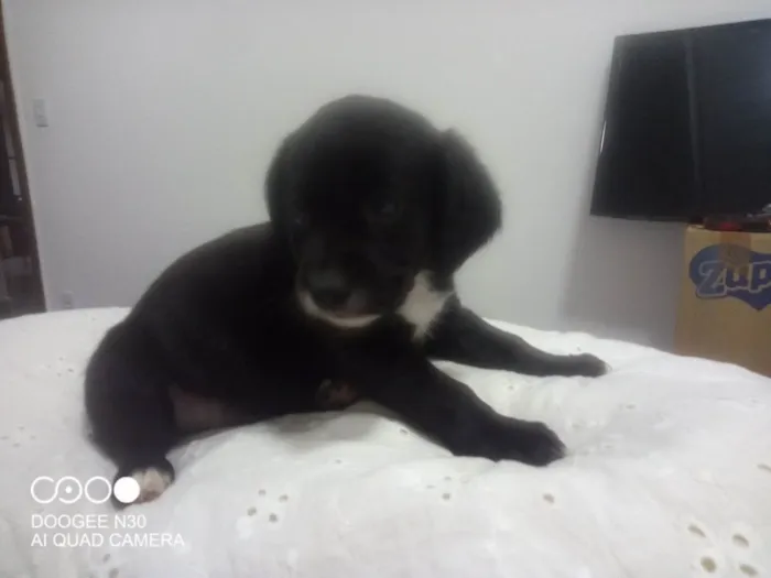 Cachorro ra a Srd idade Abaixo de 2 meses nome Sem nome 3