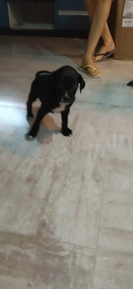 Cachorro raça Srd idade Abaixo de 2 meses nome S nome 4