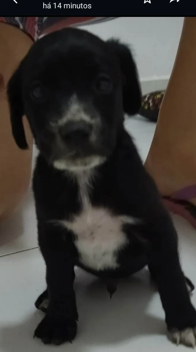 Cachorro raça Srd idade Abaixo de 2 meses nome S nome 4