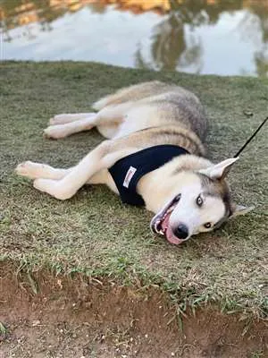 Cachorro raça Husky idade 7 a 11 meses nome Togo