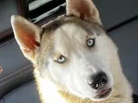 Cachorro ra a Husky idade 7 a 11 meses nome Togo