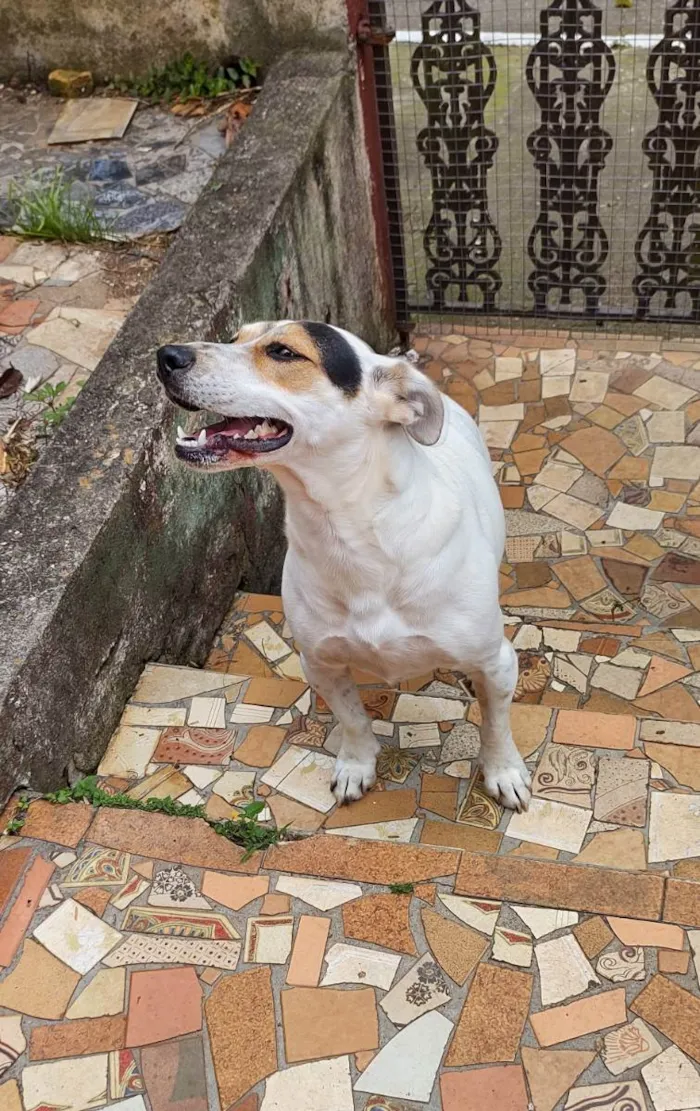 Cachorro ra a Sem raça definida idade 2 anos nome Brenda