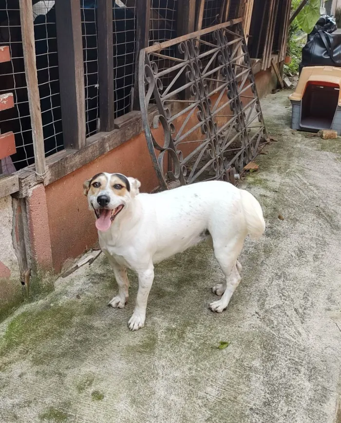 Cachorro ra a Sem raça definida idade 2 anos nome Brenda