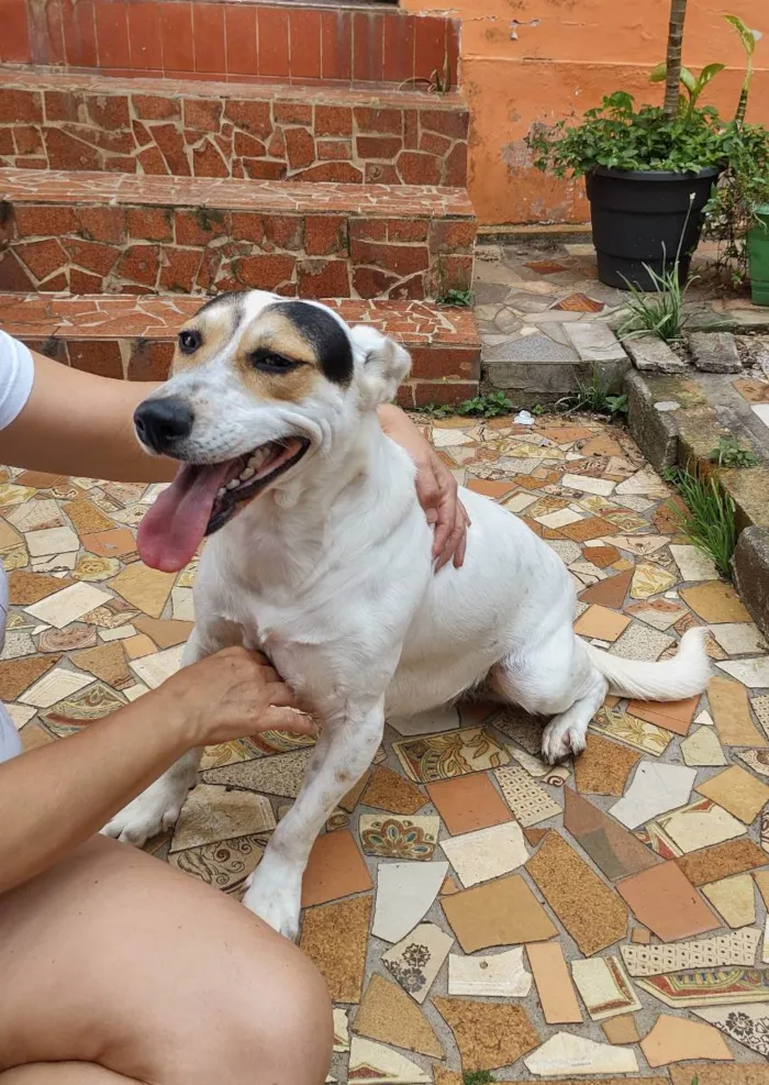 Cachorro ra a Sem raça definida idade 2 anos nome Brenda