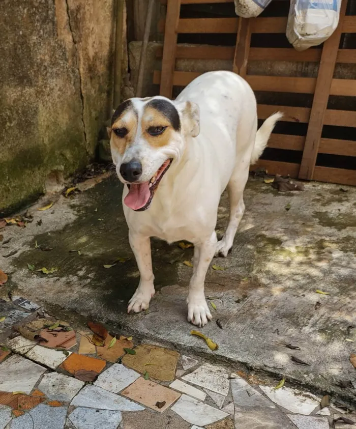 Cachorro ra a Sem raça definida idade 2 anos nome Brenda