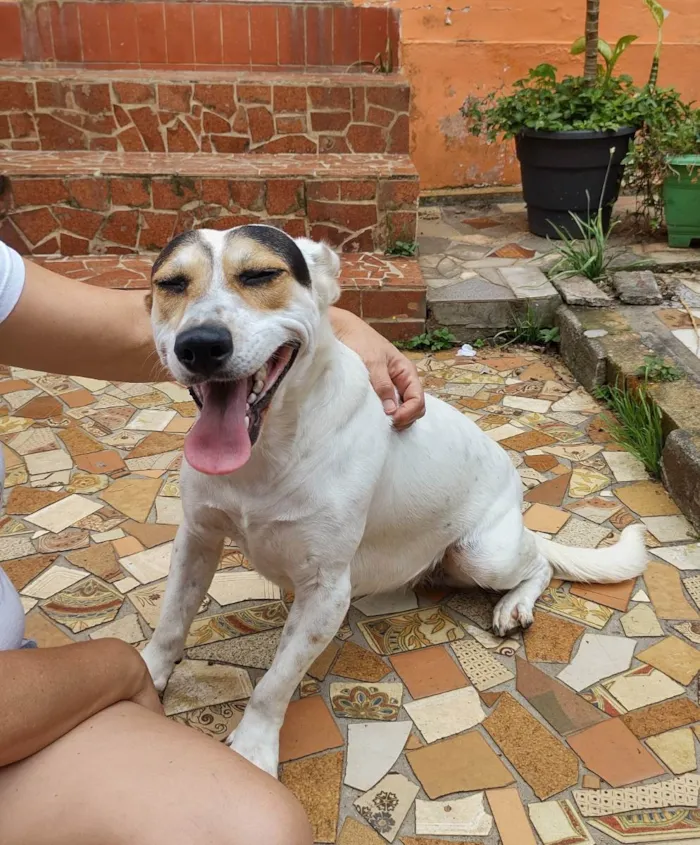 Cachorro ra a Sem raça definida idade 2 anos nome Brenda