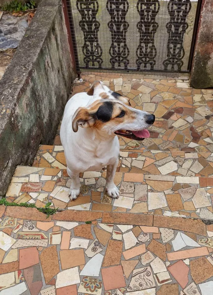 Cachorro ra a Sem raça definida idade 2 anos nome Brenda