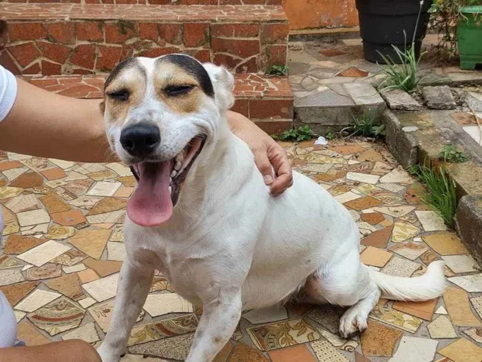 Cachorro ra a Sem raça definida idade 2 anos nome Brenda