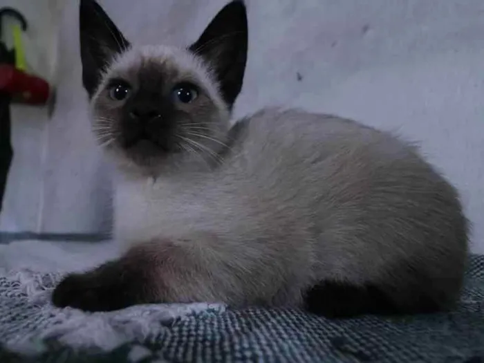 Gato raça SRD idade Abaixo de 2 meses nome Fred