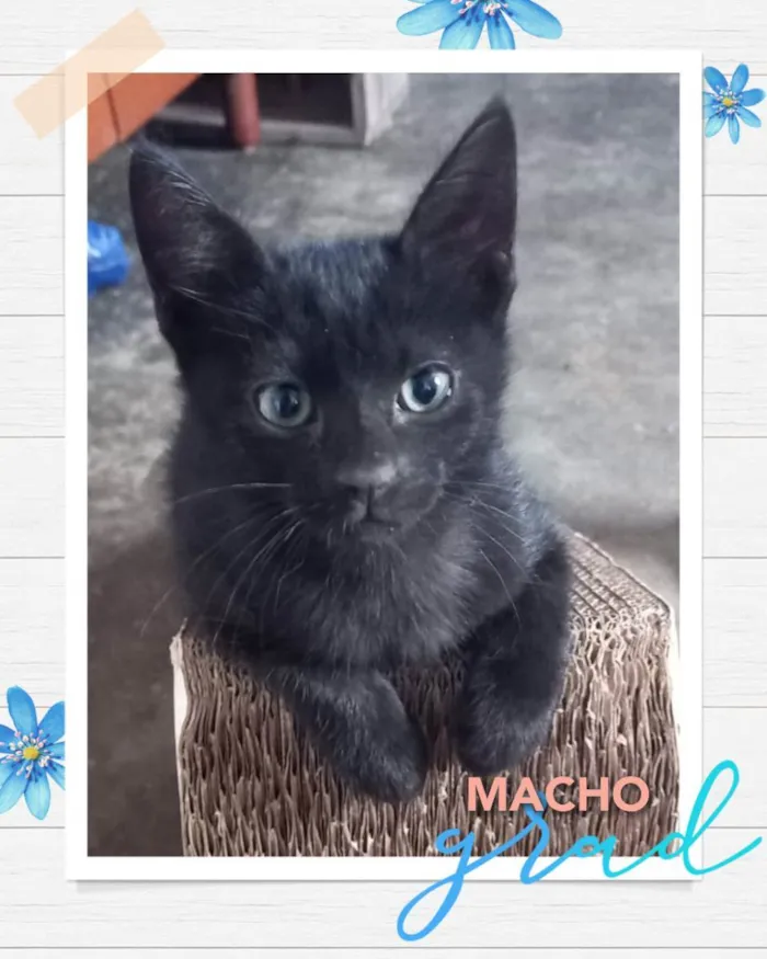 Gato raça SRD idade Abaixo de 2 meses nome Hugo