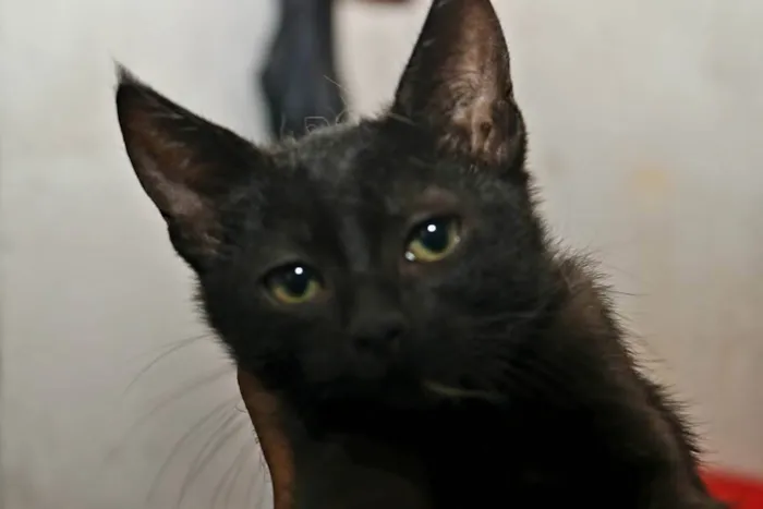 Gato raça SRD idade Abaixo de 2 meses nome Hugo
