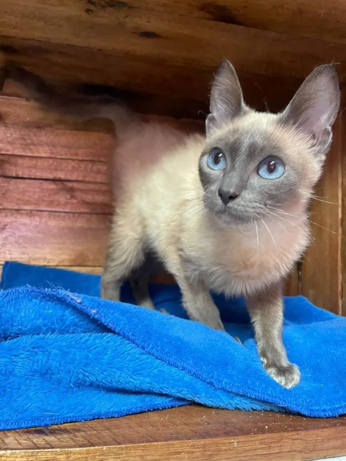 Gato raça SRD (siamesa) idade 7 a 11 meses nome Zeus