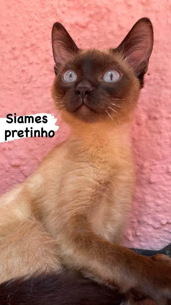 Gato raça SRD (siamesa) idade 2 a 6 meses nome Natalia e Noel