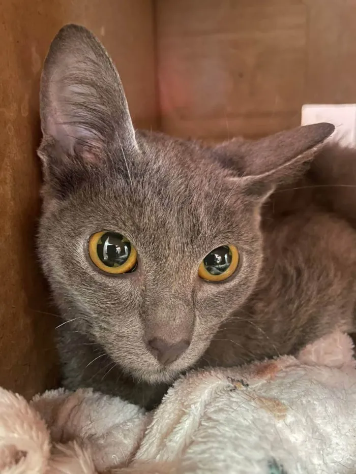 Gato raça SRD idade 2 a 6 meses nome Bruna, Yuri e Nico